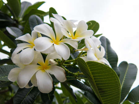The Beautiful White Plumeriaの写真素材