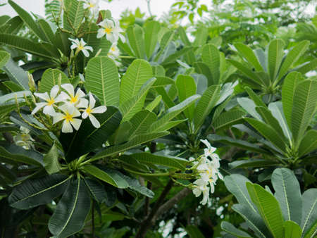 A lot of Beautiful White Plumeriaの写真素材