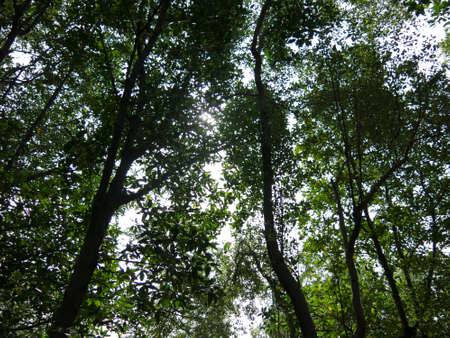 Shade of tree in the forrest with the light pass throughの写真素材