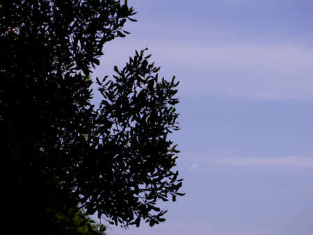 Shadow of tree in the evening with the calm atmosphereの写真素材