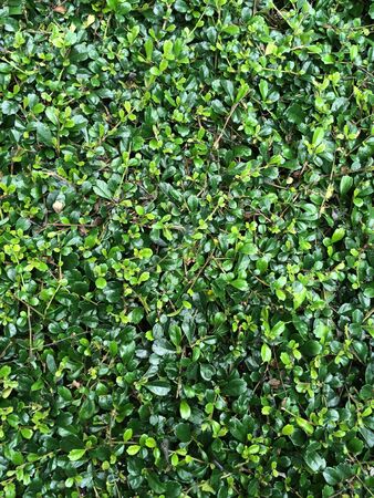 Green leaf backgroundの素材