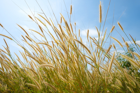 tall wild light brown yellow grass flowers in the wind under naturalの写真素材