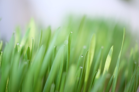 wheatgrass close up viewの写真素材