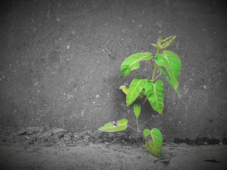Close up view of a tree growing on the wallの写真素材