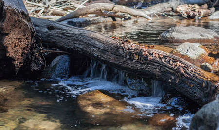 brook in the forest