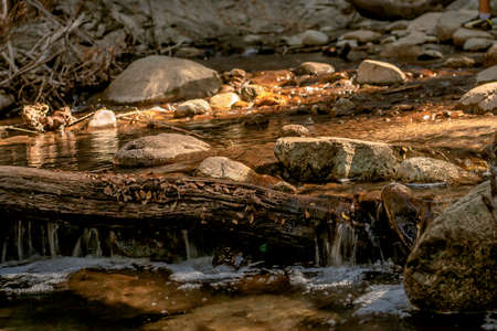 stream in the forestの写真素材