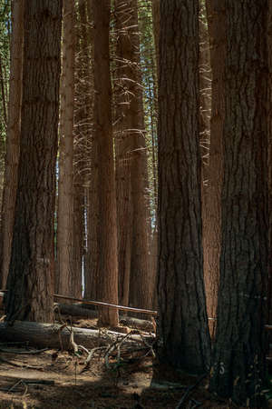 light in the woodsの写真素材