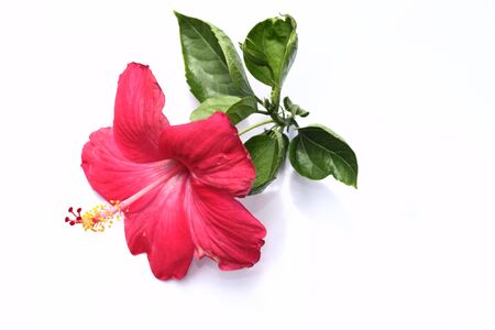 Blossoming red flower with three petals on pestle, stamens and leaves, isolated on whiteの写真素材