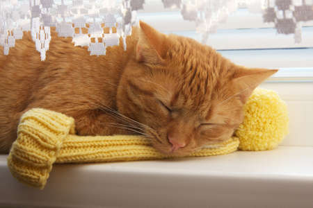 sleeping headの写真素材