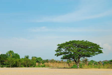 The old albizia lebbeck are alone in the gladeの写真素材