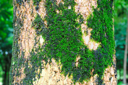 Moss on the tree bask