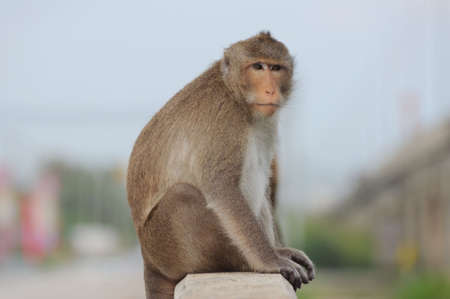 The alone monkey sit on the handrail bridgeの写真素材