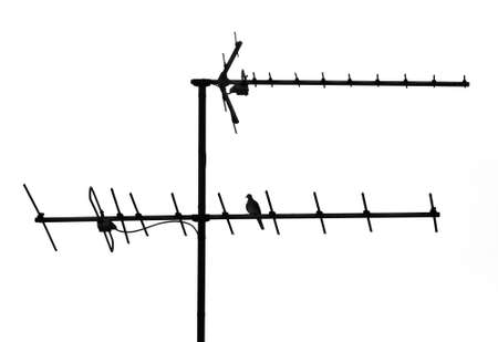 The pigeon adhere on the antenna with white backgroundの写真素材