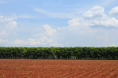 farmland with blue sky viewの写真素材