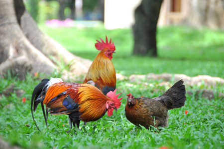Rooster in the garden