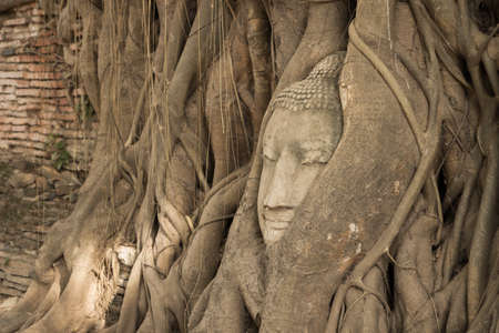 Buddha head in tree of Ayutthayaの写真素材