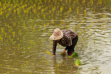Farmer plant new rice on to her field.の素材