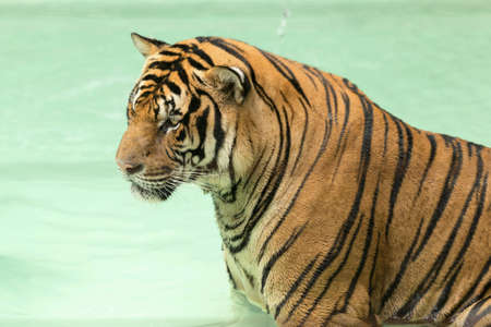 Tiger cooling down himself in the poolの素材
