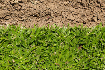 Grass new cut with soil の写真素材