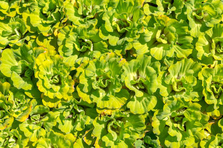 Water hyacinth nature backgroundの写真素材