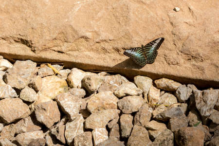 The clipper butterfly (parthenos sylvia) with stone backgroundの写真素材