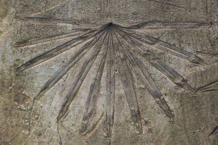 Palm leaf texure on cement background