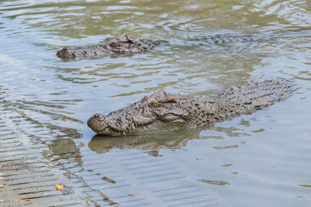 Scary crocodiles waiting at the bank of farm