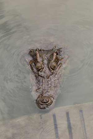 Head of crocodile when floating it self in waterの写真素材