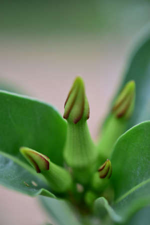 Pachypodium Lealii Wet Witschの写真素材