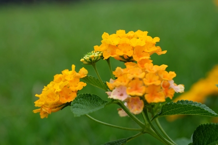 Flower Cloth of Gold in Yellow