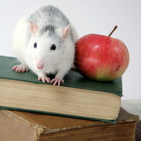 close-up of rat on a stack of books with appleの写真素材
