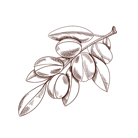 Vector Argan Branch Sketch, Outline Drawing Isolated on White Background, Argania Plant.のイラスト素材