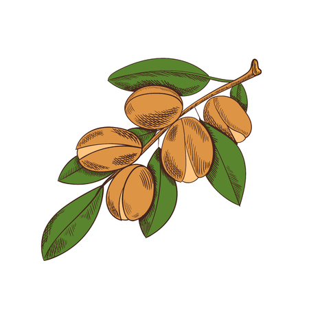 Vector Colored Argan Sketch, Colorful Plant Illustration. Isolated on White Background Sketch.のイラスト素材