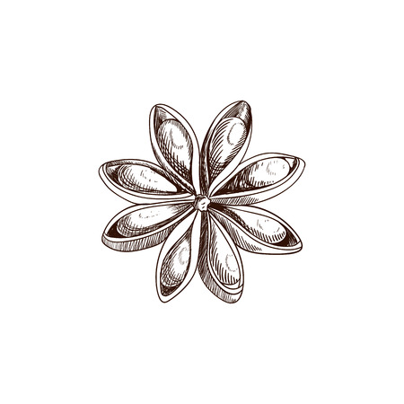Vector Anise Star Sketch, Hand Drawn Illustration Isolated on White Background.のイラスト素材