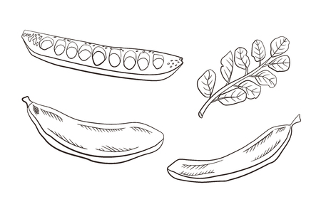 Vector Carob Pods and Leaves, Engraved Drawing Illustration Isolated on White Background, Healthy Eating Caffeine Free Product.のイラスト素材