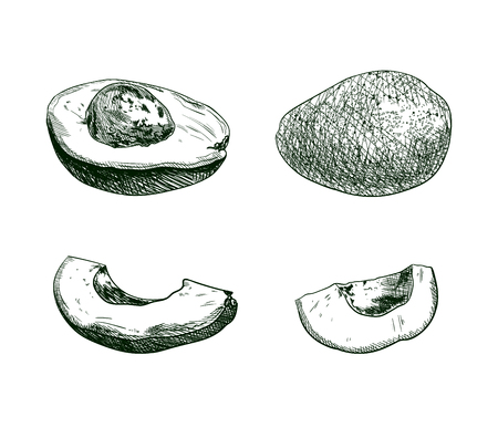 Vector Avocado Sketches Set, Isolated on White Background Hand Drawn Illustration.のイラスト素材