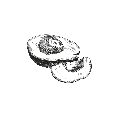 Vector Avocado Sketch, Outline Black Chalk Drawing Isolated on White Background Healthy Meals, Vegetable Fats.のイラスト素材