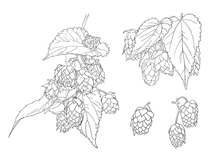 Vector Hop Plant Sketches, Outline Black Drawings Isolated on White Background.