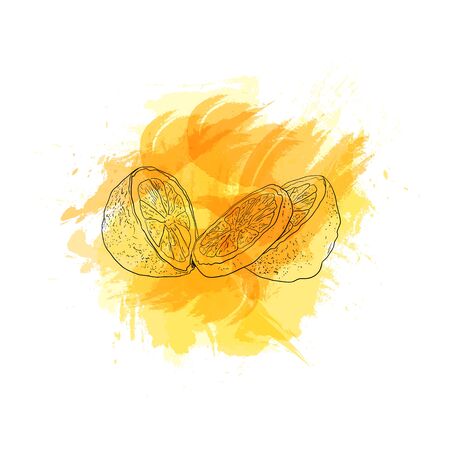 Vector Hand Drawn Lemon on Bright Yellow Watercolor Splash Isolated on White Background, Group of Lemons, Citrus Sketch.のイラスト素材
