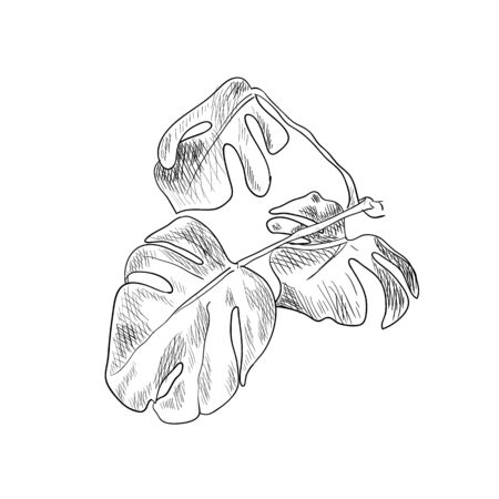 Vector Tropical Leaves Hand Drawn Illustration, Outline Drawing, Monstera Home Plant Sketch Isolated on White Background, Black Scribble Lines.のイラスト素材