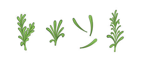Vector rosemary plant illustration, leaves isolated on white background, green colored icons set.のイラスト素材
