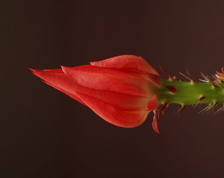 flower    の写真素材