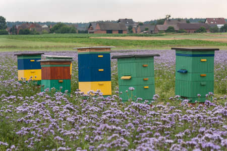 Six colorful bee hives arranged on the field of blooming blue phacelia (Phacelia Tanacetifolia...