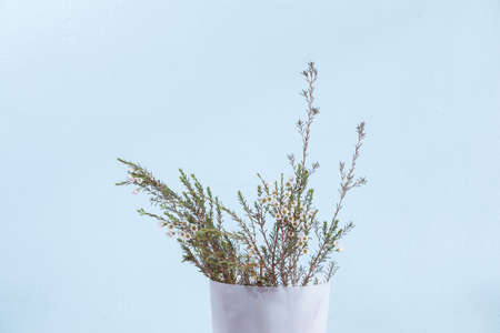 waxflower in white plastic tank on Turquoise color wallの写真素材