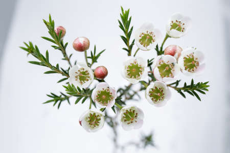 flowering branches with wax flowersの写真素材