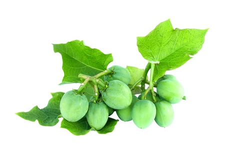 Physic nut (Jatropha curcas L.) on white backgroundの写真素材