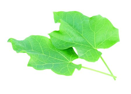 Leaf of Physic nut on white background  (Jatropha curcas L.)の写真素材