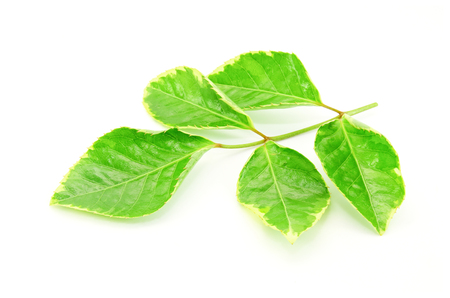 Polyscias isolated on white backgroundの写真素材