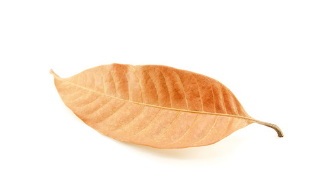 Dry mango leaf isolated on white backgroundの写真素材