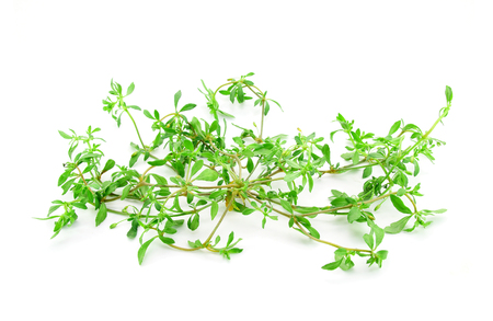 Glinus oppositifolius (L.) on white backgroundの写真素材
